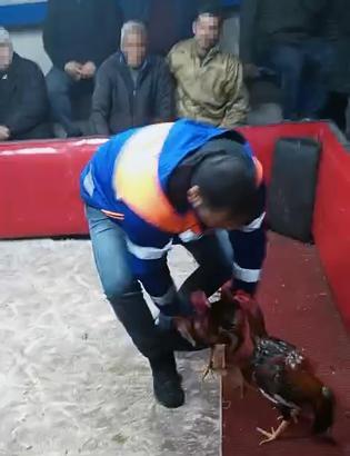 Temizlik işçisi kıyafeti giyen polisten horoz dövüşüne suçüstü; 661 bin lira ceza