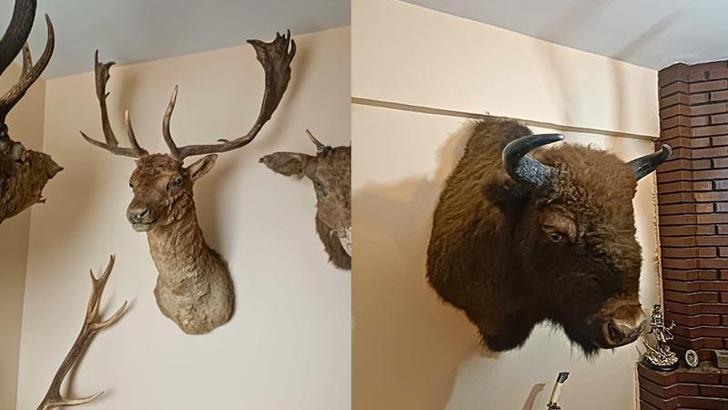 Tekirdağ'da tahnit ve trofelerden oluşan 40 parça ele geçirildi