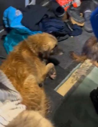 Şoför ihbar etti; su dolan çiftlikte mahsur kalan köpekleri hayvanseverler kurtardı