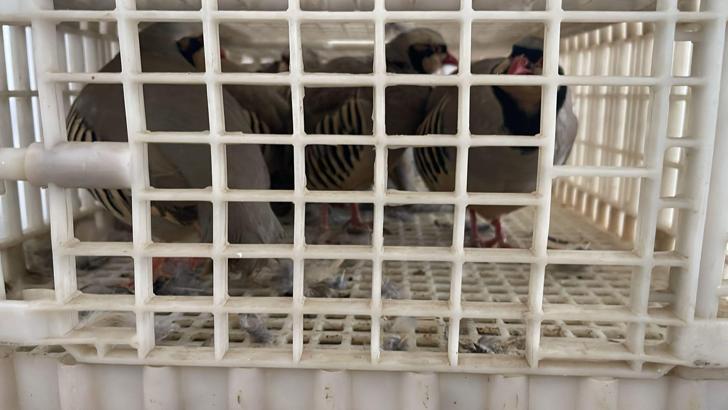 Habur'da ele geçirilen 38 keklik doğaya salındı