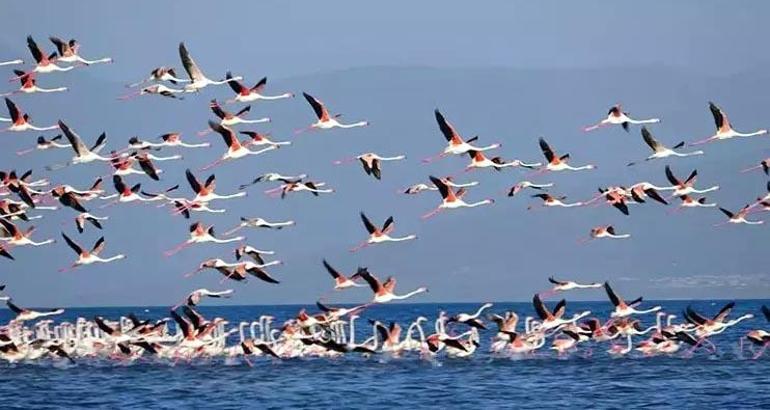 Flamingoların konaklandığı Van Gölü'nde geri çekilme ile birlikte adacıklar oluştu
