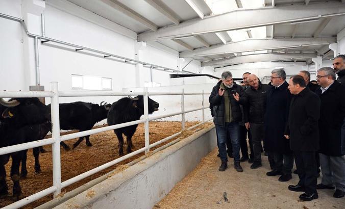 Damızlık mandalar teslim edildi