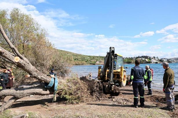 Bodrum'da fırtınada devrilen ılgın ağaçları yeniden toprakla buluşuyor