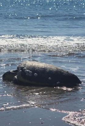 Çanakkale’de karaya vuran caretta caretta kurtarıldı