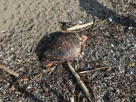 Çanakkale'de sahilde ölü caretta caretta bulundu