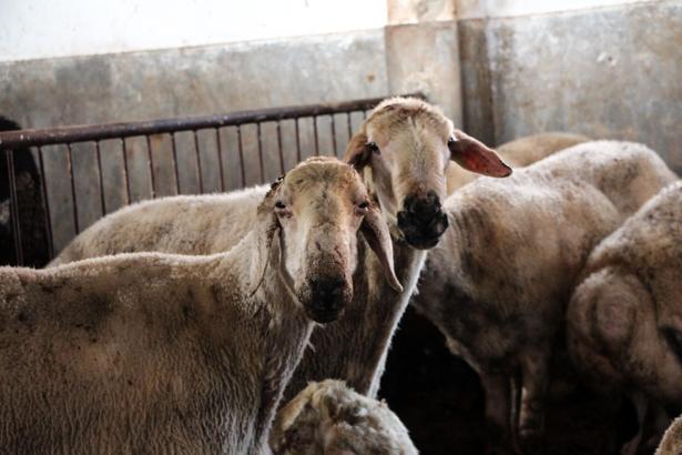 'Kırsalda Bereket, Küçükbaşa Destek projesi ile hayvancılıkta verim ve kalite artacak’