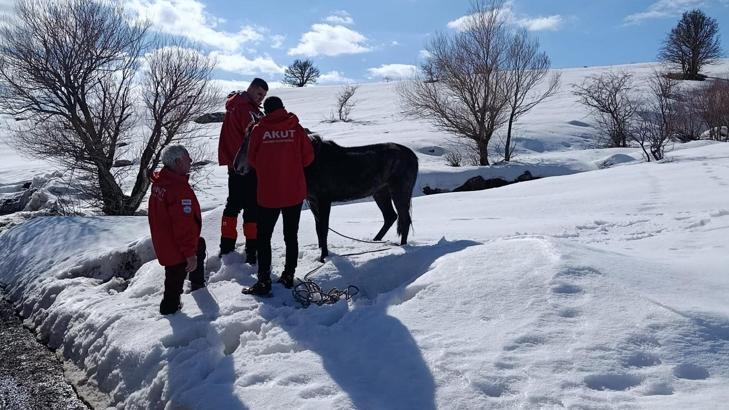 Bingöl'de kurt saldırısında yaralanan atı AKUT ekipleri kurtardı