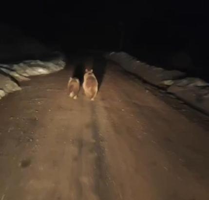 Siirt’te köy yoluna inen ayı ve yavrusu kamerada