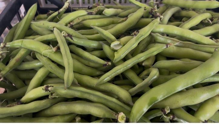 Silifke'de bakla hasadı başladı