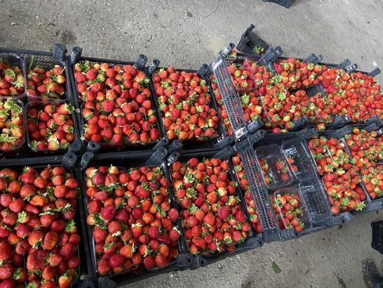 Silifke çileğinin haldeki fiyatı 130 TL
