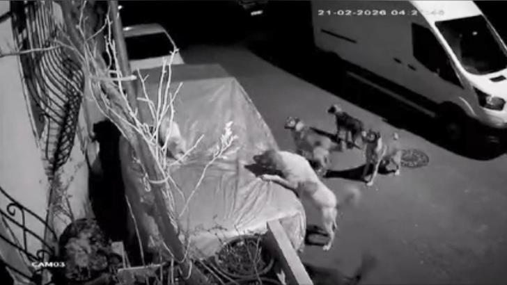 İstanbul- Başakşehir ve Beylikdüzü’nde sokak köpeklerinin saldırısı kamerada