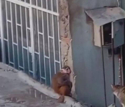 İstanbul- Kadıköy'de iş yerinden kaçıp çatılarda dolaşan makak maymunu koruma altına alındı