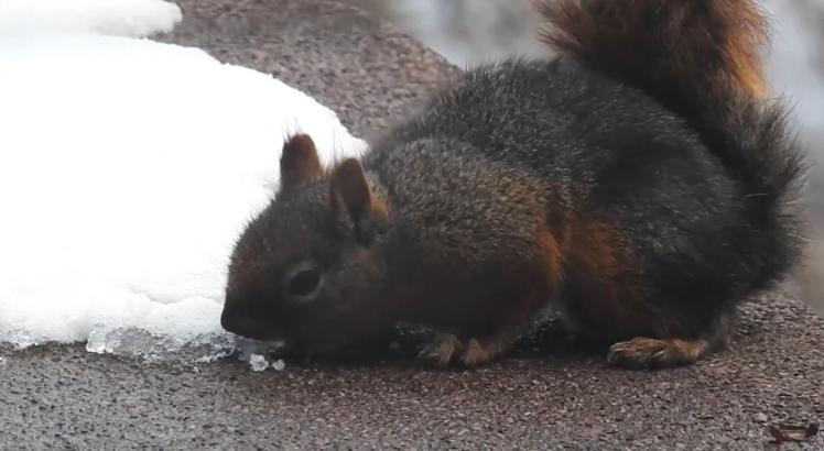 Uludağ'da kar ile susuzluğunu gideren sincap kamerada