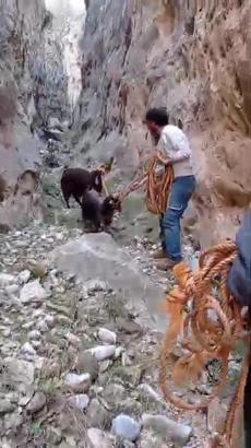 Siirt’te kayalıklarda mahsur kalan 2 keçiyi köylüler kurtarıldı
