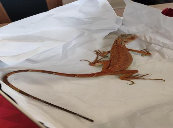 Nevşehir'de izinsiz iguana besleyen kişiye 15 bin TL ceza