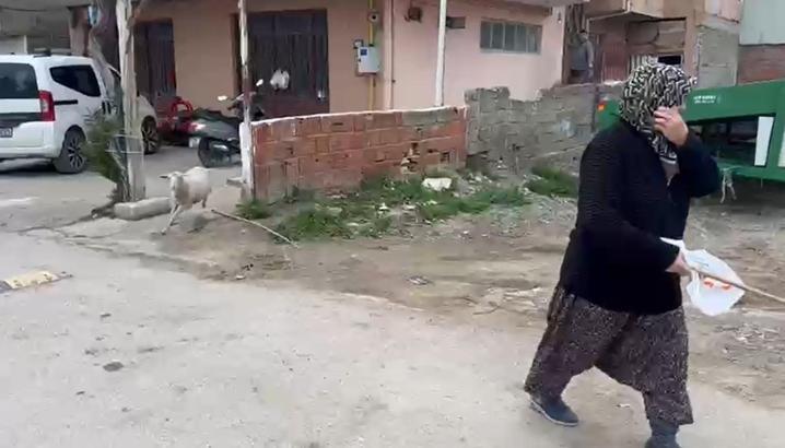 Kuzu 'Çorap', yanından ayrılmadığı sahibi ile pide sırasına giriyor/Ek fotoğraflar