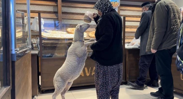 Kuzu 'Çorap', yanından ayrılmadığı sahibi ile pide sırasına giriyor