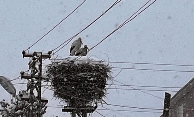 Ardahan'a erken gelen leylekler kara yakalandı