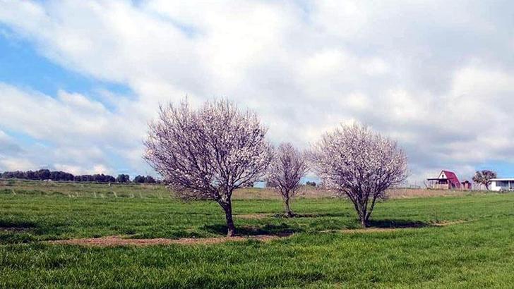 Şarköy'de badem ağaçları çiçek açtı