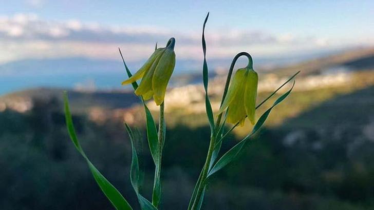 Kuşadası'nda 'ağlayan gelinler' çiçek açmaya başladı