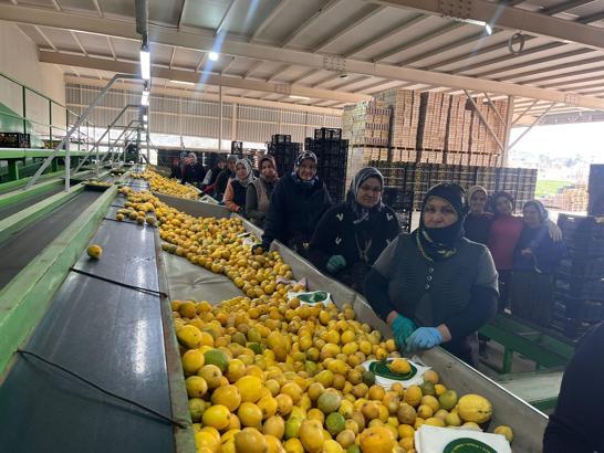 Silifke halinde limonun kilosu 40 TL'ye düştü