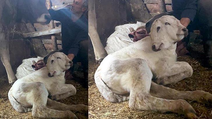 Erzurum'da çift başlı buzağı dünyaya geldi