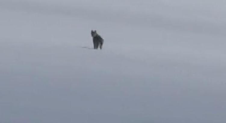 Süphan Dağı eteklerinde nesli tehlike altındaki vaşak görüntülendi