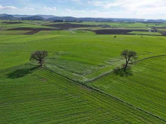 Edirne'de yağışların ardından doğru tarım uygulamalarıyla yüksek rekolte bekleniyor
