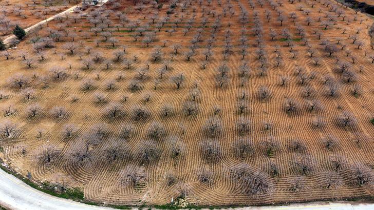 Metrekareye 413 kilogram yağış düşen Gaziantep’te ‘yeşil altın’ için yüksek rekolte beklentisi