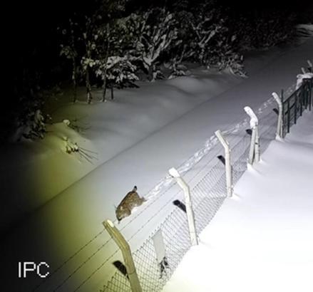 Ordu’da nesli tehlike altındaki vaşak kamerada