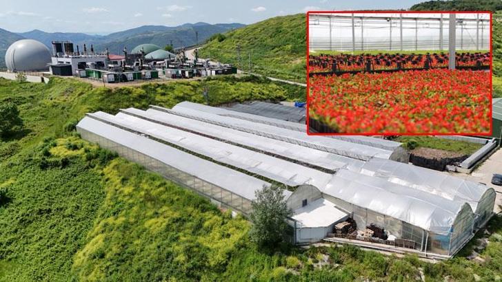 Samsun’da çöpten elde edilen ısıyla seralarda çiçek üretiliyor