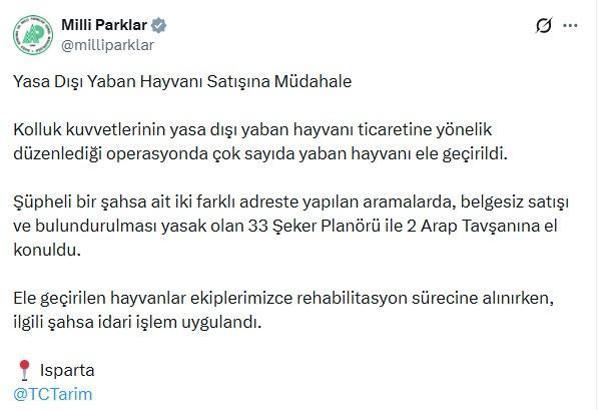 Isparta'da 33 şeker planörü ve 2 Arap tavşanı ele geçirildi