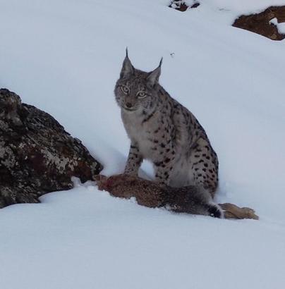 Vaşak, avlanırken görüntülendi