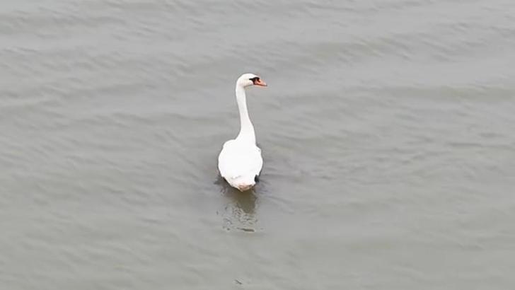 Ankara’da tedavi edilen kuğu, Edirne’de doğaya bırakıldı