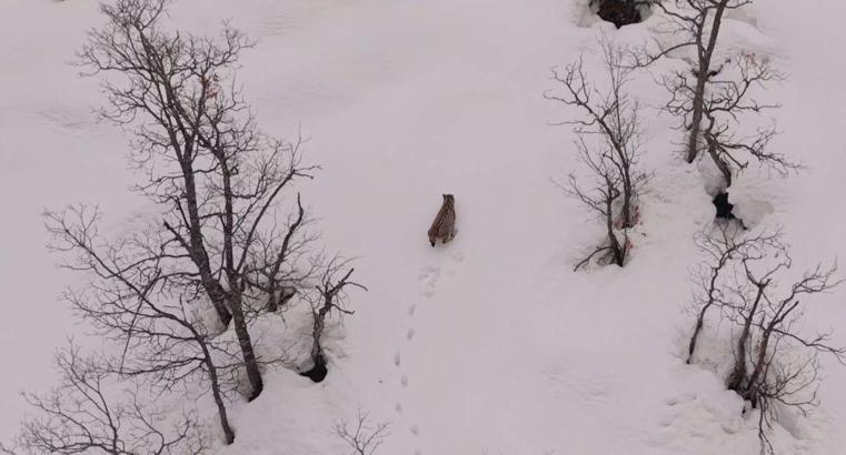 Karlı dağlarda vaşak dronla görüntülendi