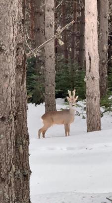 Karla kaplı ormanda karaca görüntülendi