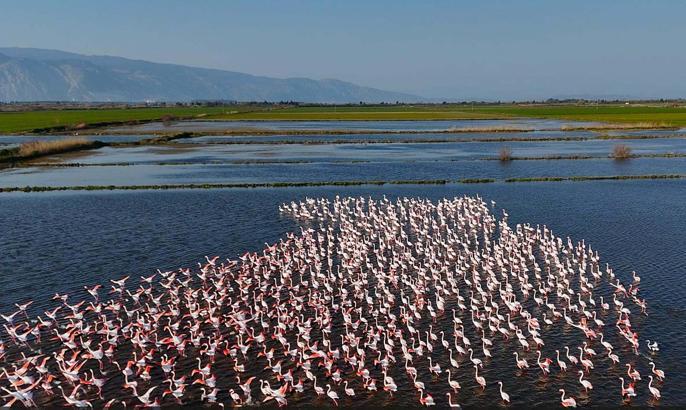 Söke'de su altında kalan tarım arazilerinde beslenen flamingolar havadan görüntülendi