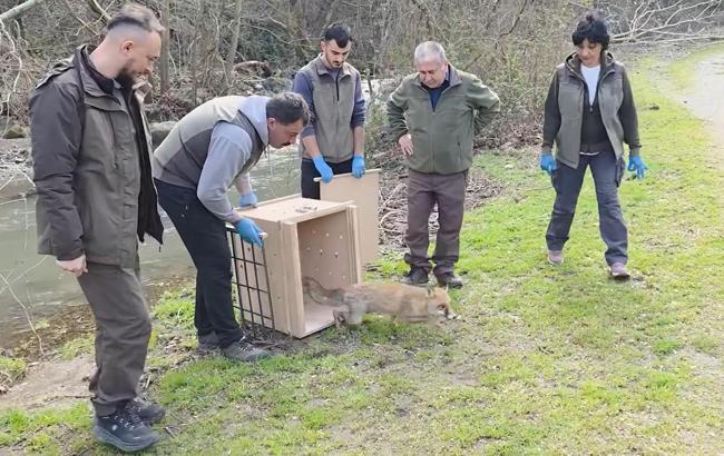 10 yaban ördeği ve tilki, tedavileri sonrası doğaya bırakıldı