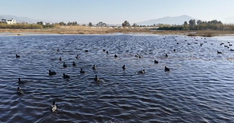 Baharın gelişiyle Milleyha canlandı