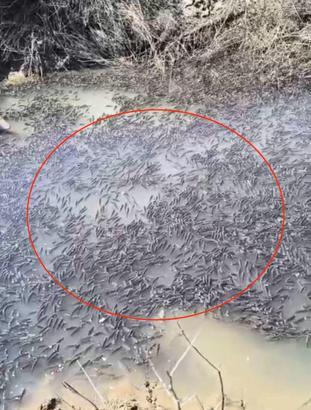 Mahsur kalan balıklar, Dicle Nehri’ne bırakıldı