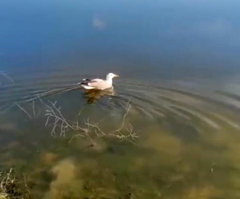 ‘Bulut’ isimli yaralı martı, bakımının ardından doğaya bırakıldı
