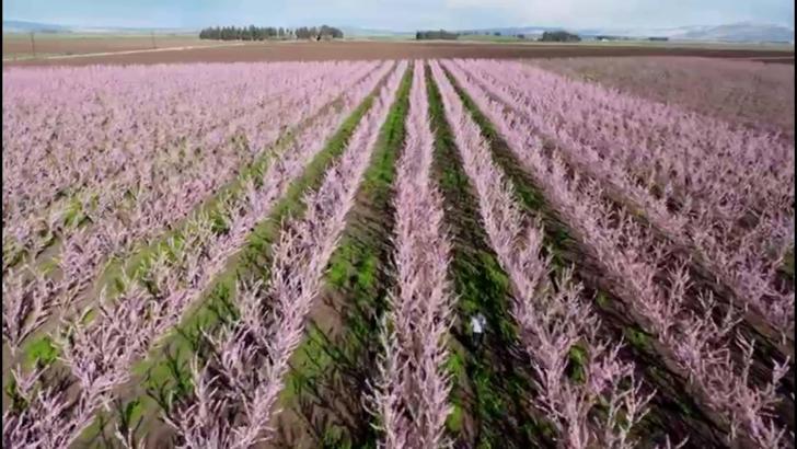 Amik Ovası'nda meyve bahçeleri görsel güzellik oluşturdu