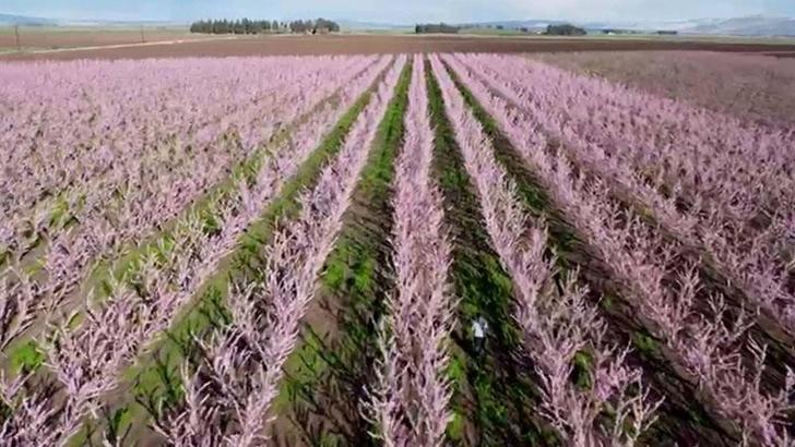 Amik Ovası'nda meyve bahçeleri görsel güzellik oluşturdu