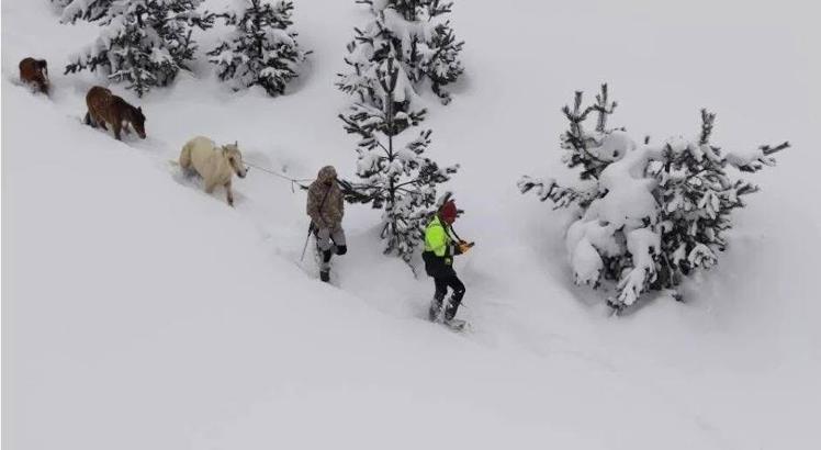 Karda mahsur kalan hayvanları köyün gençleri kurtardı