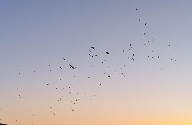 Karga ve sığırcıklar, gökyüzünde görsel şölen oluşturdu