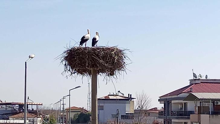 Sümer Mahallesi'ne baharın müjdecisi olan yılın ilk leylekleri geldi