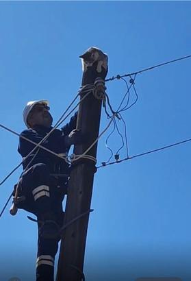 Elektrik direğinde mahsur kalan kediyi ekipler kurtardı