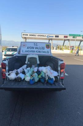 Yolcu otobüsünde 12 tavus kuşu ele geçirildi