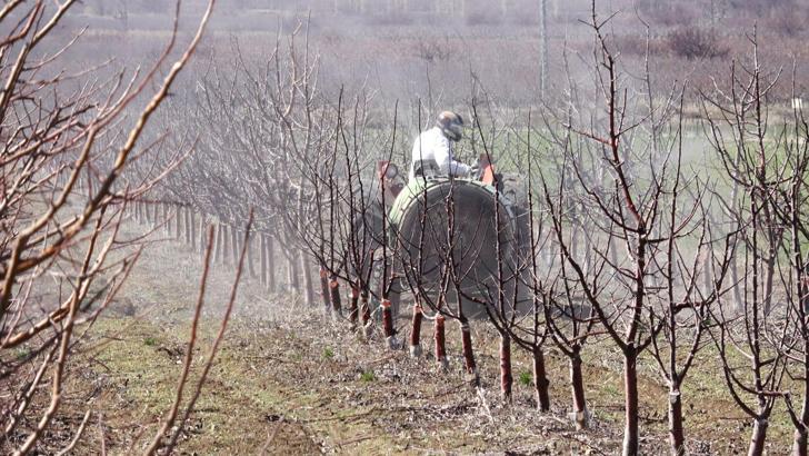 Geçen yıl zirai don nedeniyle verim alınamayan elmada 120 bin ton rekolte beklentisi