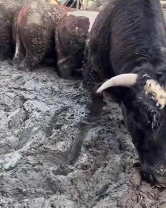 Sanal medyada tepki çeken besi çiftliğinde denetleme